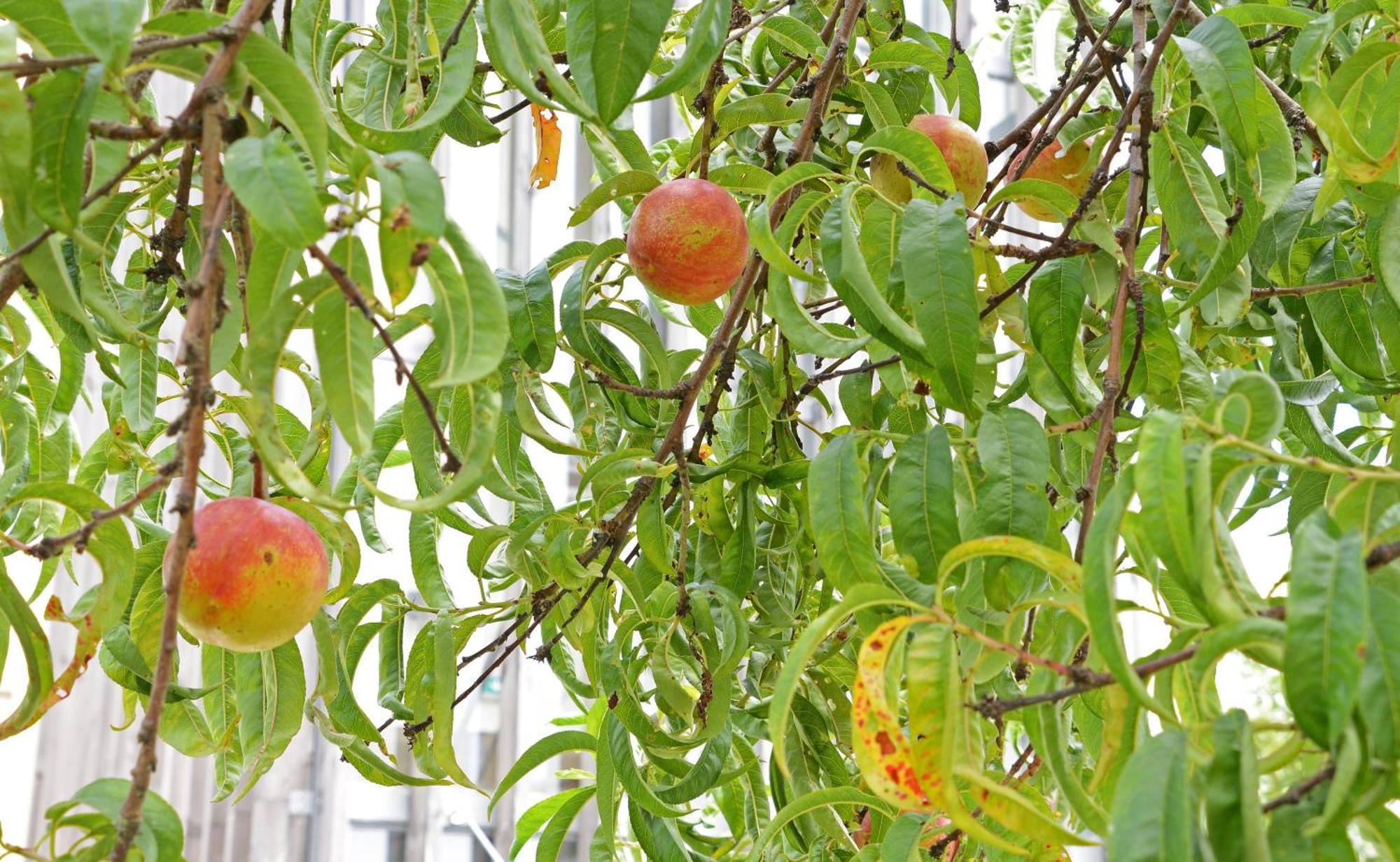 Peach Hostel & Suites OOporto Esterno foto